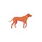 Funny cartoon style icon of rhodesian ridgeback for different design. Cute hunting dog