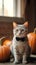 Funny cat in black butterfly tie posing with pumpkins. Feline dressed in a Halloween costume. Concept of holiday