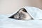 Funny cat with blue eyes hiding under the bed cover