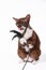 Funny cat breed Devon Rex