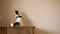 Funny cat catches a laser pointer on the wall