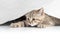 Funny cat catching from under white curtain