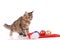 funny cat with Christmas toys isolated on white