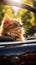 A funny cat in convertible sunny