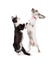 Funny Cat and Dog Dancing Together