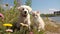 funny cat and dog sit on field beach , puppy sit play on sunset in sea water on beach wild fieldandspaniel