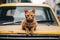 Funny cat drives a toy car in the city.by Generative AI