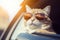 Funny cat drives a toy car in the city.by Generative AI