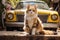 Funny cat drives a toy car in the city.by Generative AI