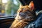 Funny cat drives a toy car in the city.by Generative AI