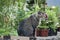 Funny cat on the fence with garden plants