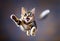 funny cat flying. photo of a playful tabby cat jumping mid-air looking at camera. background with copy space