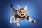 funny cat flying. photo of a playful tabby cat jumping mid-air looking at camera. background with copy space