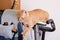 Funny cat gnawing on wire of exercise bike