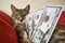 Funny cat with green eyes sitting with money in dollars on a red bed. Grey cat looks at a bill of 50 US dollars, closeup