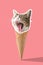 Funny cat head on ice cream cone. Minimal vibrant summer background