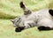 Funny cat, humorous photo of playing cat