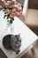 Funny cat and jug with flowers in light room. Cute cat, vase with roses, armchair in a cozy room. Interior decoration