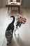 Funny cat and jug with flowers in light room. Cute cat, vase with roses, armchair in a cozy room. Interior decoration