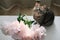 Funny cat and jug with flowers on a table in light room. Cat Portrait. Scottish straight cat indoors