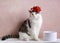 Funny cat photo sleeping in gift box with red bow on head