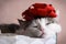 Funny cat photo sleeping in gift box with red bow on head
