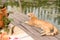 Funny cat on a picnic. Beautiful summer day