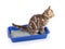 Funny cat pipi in toilet tray box isolated