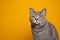 funny cat portrait looking annoyed and displeased on yellow background