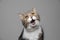 Funny cat portrait meowing