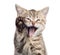 Funny cat portrait with open mouth and raised paw isolated