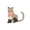 Funny cat in a scarf, pet vector illustration isolated. Siamese cat