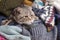 Funny cat Scottish Fold preparing for the cold autumn and winter, wrapped and hidden in a pile of soft, warm woolen clothes