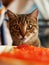 Funny cat sits and stares at caviar