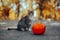 Funny Cat Sitting next to a Halloween Candy Bucket