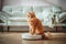 Funny cat sitting on the robot in the living room at home with sofa. Rides the cleaner on wooden floor. Ginger cat