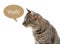 Funny cat with speech bubble and word YEAH