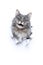funny cat sticking head through white torn paper meowing with open mouth