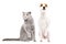 Funny cat Stottish Fold and dog Parson Russell Terrier sitting together with raised paws