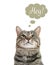 Funny cat with thought bubble and word HEY