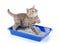 Funny cat in toilet tray box with litter isolated