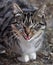 Funny cat yawning mouth full, cat hisses