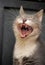 Funny cat yawns