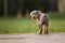 funny catahoula puppy showing tongue outdoors