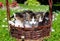 Funny cats in wicker basket