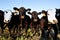 Funny Cattle Group Portrait
