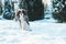 Funny cavalier king charles spaniel dog covered with snow playing on the walk in winter garden
