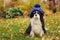 funny cavalier king charles spaniel dog sitting in knitted hat