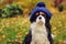 Funny cavalier king charles spaniel dog sitting in knitted hat