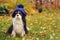 funny cavalier king charles spaniel dog sitting in knitted hat on the walk